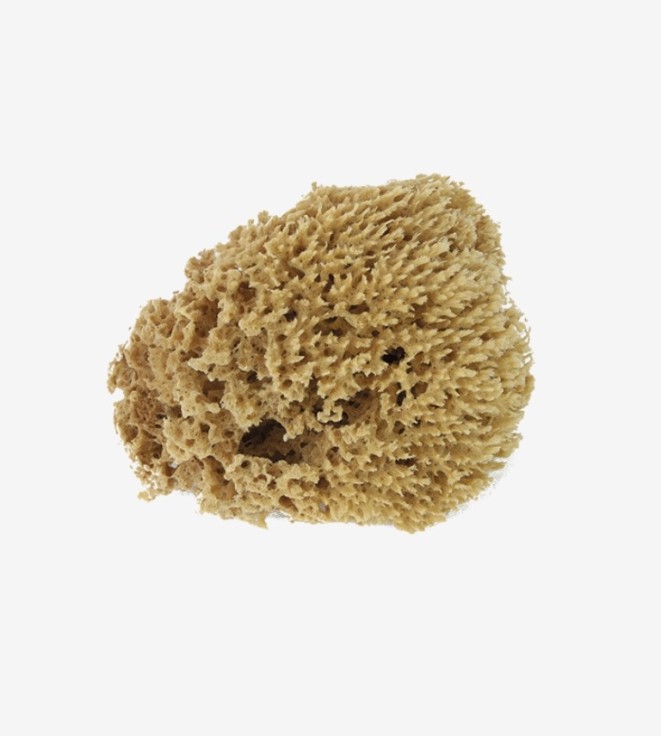 ESPONJA NATURAL PENTRILO